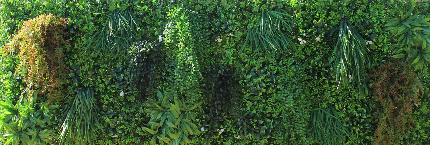 mur végétal avec lierre